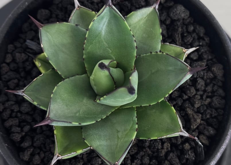 アガベ・笹の雪×イシスメンシス ハイブリッド（芽）-003｜ agave