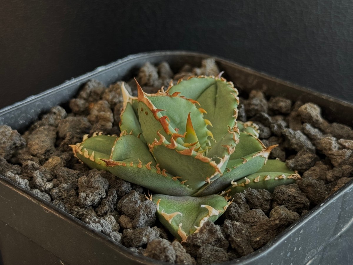 アガベ・チタノタ 鰐亀（芽）-031｜agave titanota alligator sna