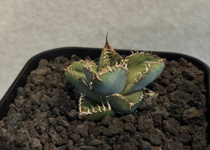 アガベ チタノタ 麻花 アガベ・チタノタ 麻花(芽)-021|agave Twist Dragon/Ma Hua Lo