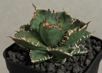 アガベ・姫蠍蟹 (小株)-005｜Agave gypsophila x isthmensis