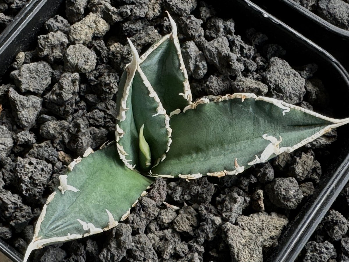アガベ・チタノタ 狼人(芽)-031|agave titanota were wolf | P アガベ・チタノタ 狼人(芽)-031|agave titanota were wolf | P