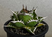 ◆厳選◆アガベ・チタノタ 海王（中株）-035｜agave titanota aqua man