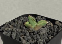 アガベ・一本刺｜（芽）-003｜ agave isthmensis inermis | Plu