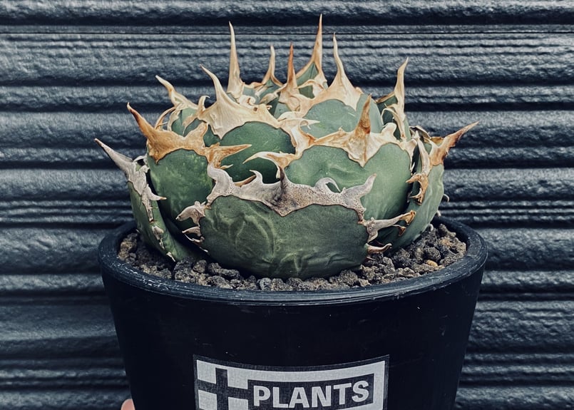 アガベ チタノタ 烈焔 親株 オテロイ アガベ チタノタ 烈焔 Agave titanota 
