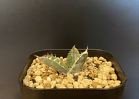アガベ・チタノタ 流星(台湾Lize産)-001｜agave titanota Meteor
