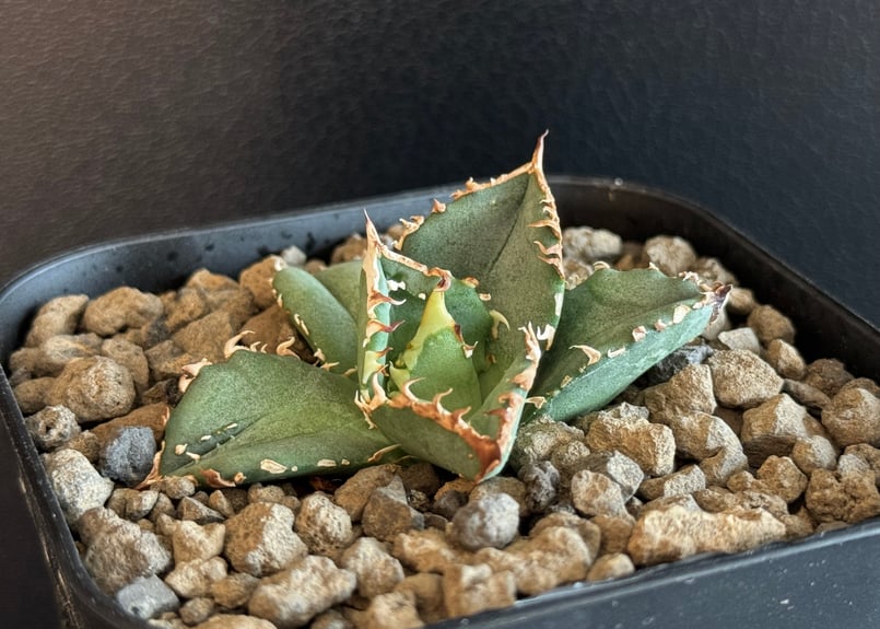 アガベ・チタノタ 鰐亀(芽)-014|agave titanota alligator sna アガベ・チタノタ 鰐亀(芽)-014|agave titanota alligator sna