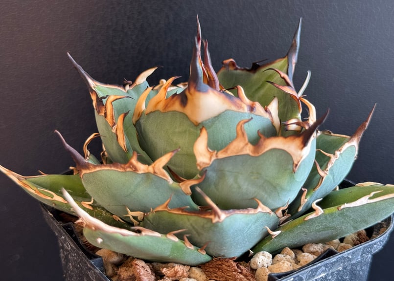 アガベ・チタノタ インフェルノ(芽)-002｜agave titanota inferno |