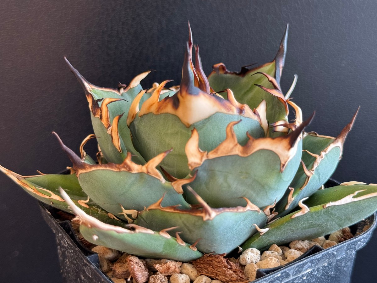 アガベ・チタノタ インフェルノ(芽)-002｜agave titanota inferno |