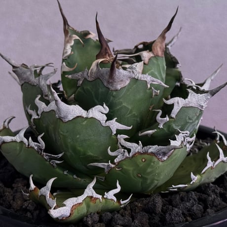 アガベ　チタノタ　狂刺夕映・夕映厳竜、厳龍　 子株10株セット アガベ チタノタ 狂刺夕映・夕映厳竜、厳龍 子株10株セット アガベ