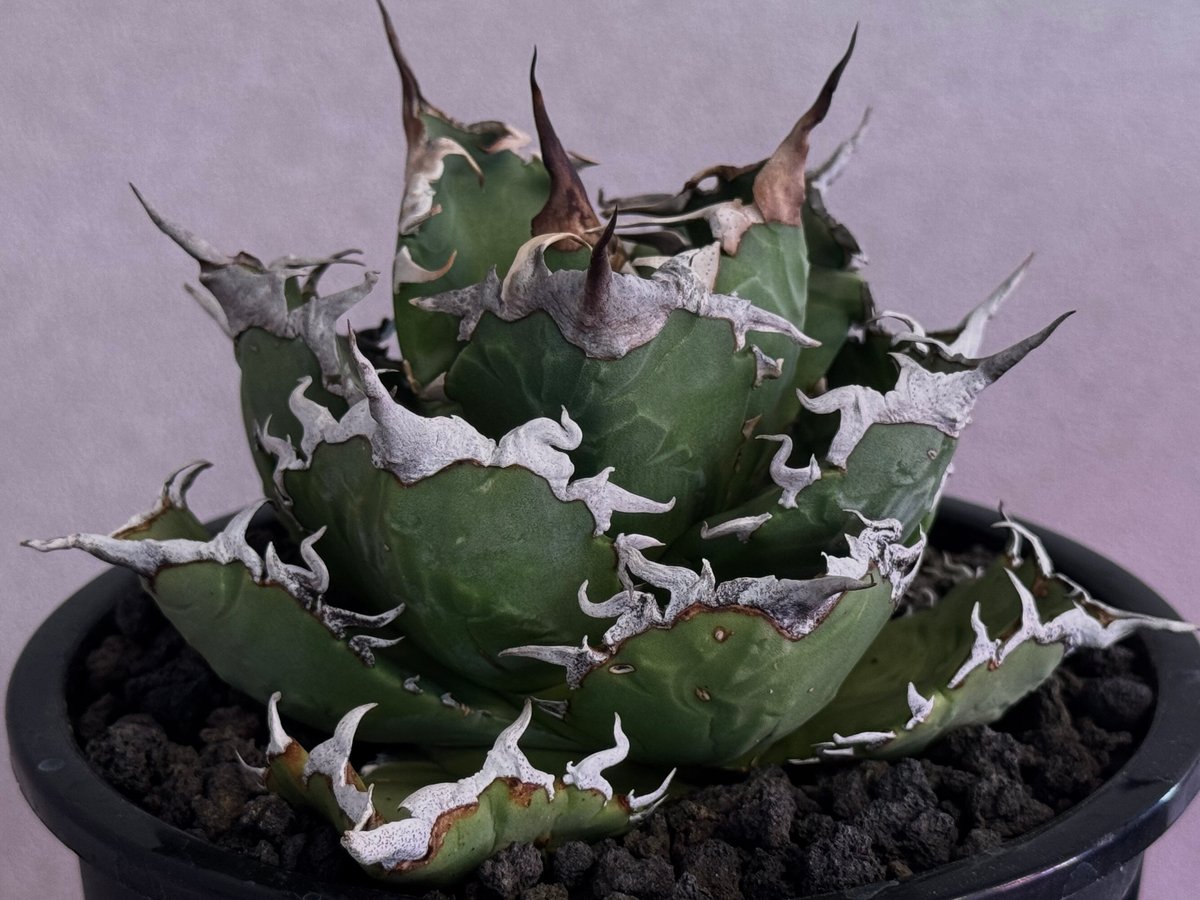 アガベ・チタノタ 狂刺夕映 アガベ チタノタ 狂刺夕映の特徴と育て方｜獰猛な鋸歯と大器晩成の美学