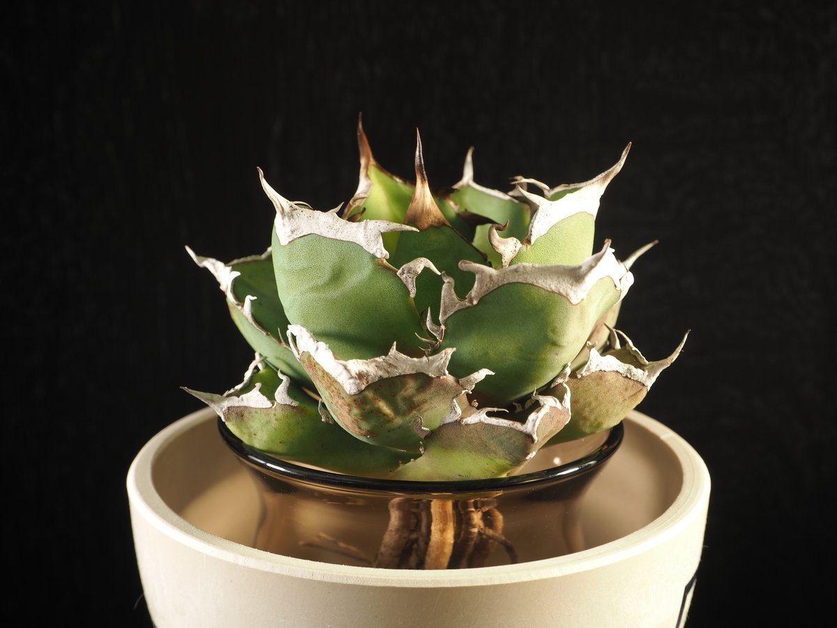 アガベ・チタノタ 鬼爪|agave titanota ghost claw | Plus_Pl アガベ・チタノタ 鬼爪|agave titanota ghost claw | Plus_Pl