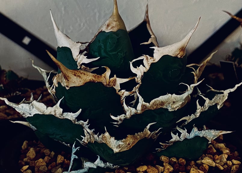 アガベ・チタノタ 狼人(芽)-031|agave titanota were wolf | P アガベ・チタノタ 狼人(芽)-031|agave titanota were wolf | P