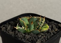 アガベ・チタノタ 蒼龍(小株)-005｜agave titanota blue dragon