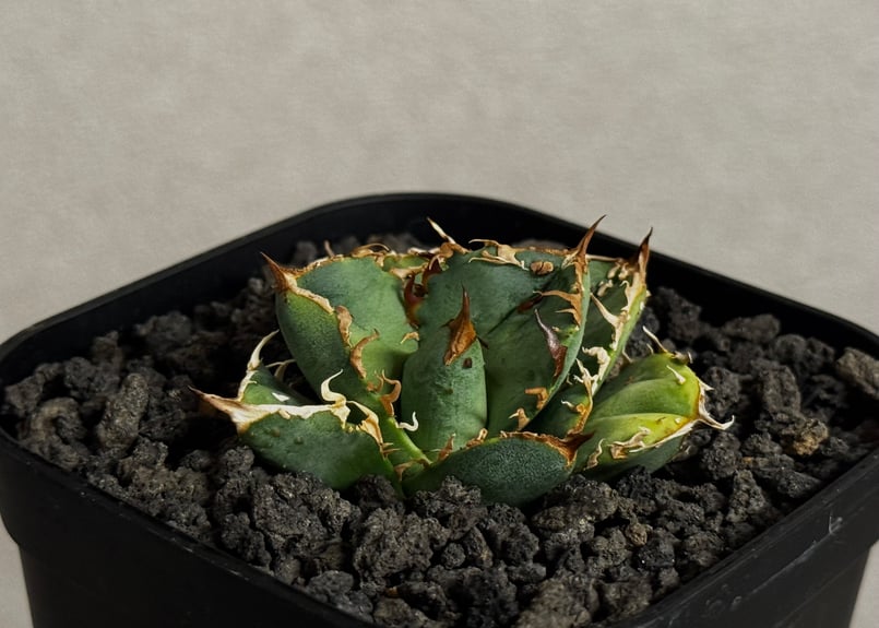 アガベ・チタノタ 疣猪/丸叶背刺（芽）-016｜agave titanota warthog