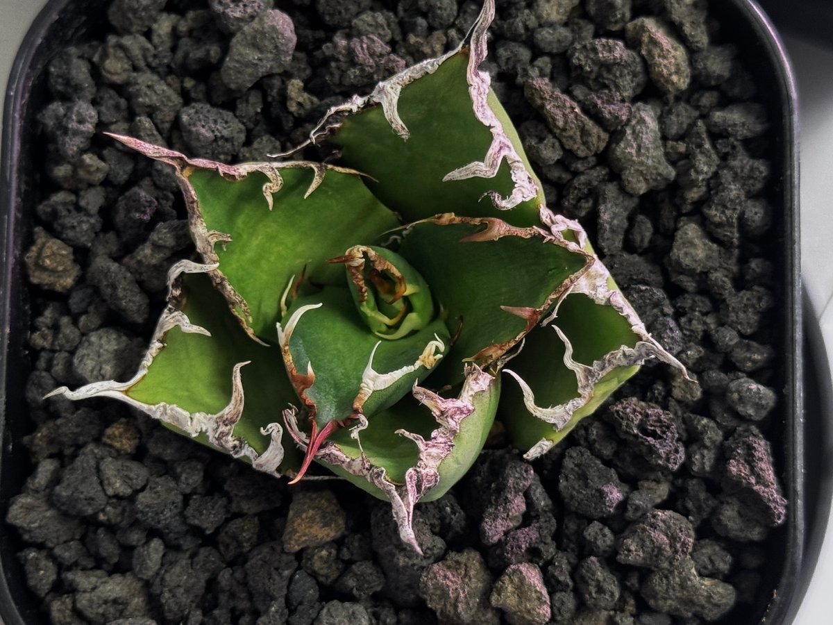 アガベ・チタノタ シーザー/凱撒（芽）-062｜agave titanota caesar |