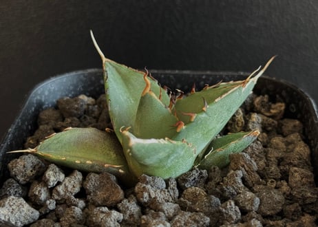 CATEGORY Titanota Hades|黒帝斯/恐竜牙歯 | Plus_Plants CATEGORY Titanota Hades|黒帝斯/恐竜牙歯 | Plus_Plants