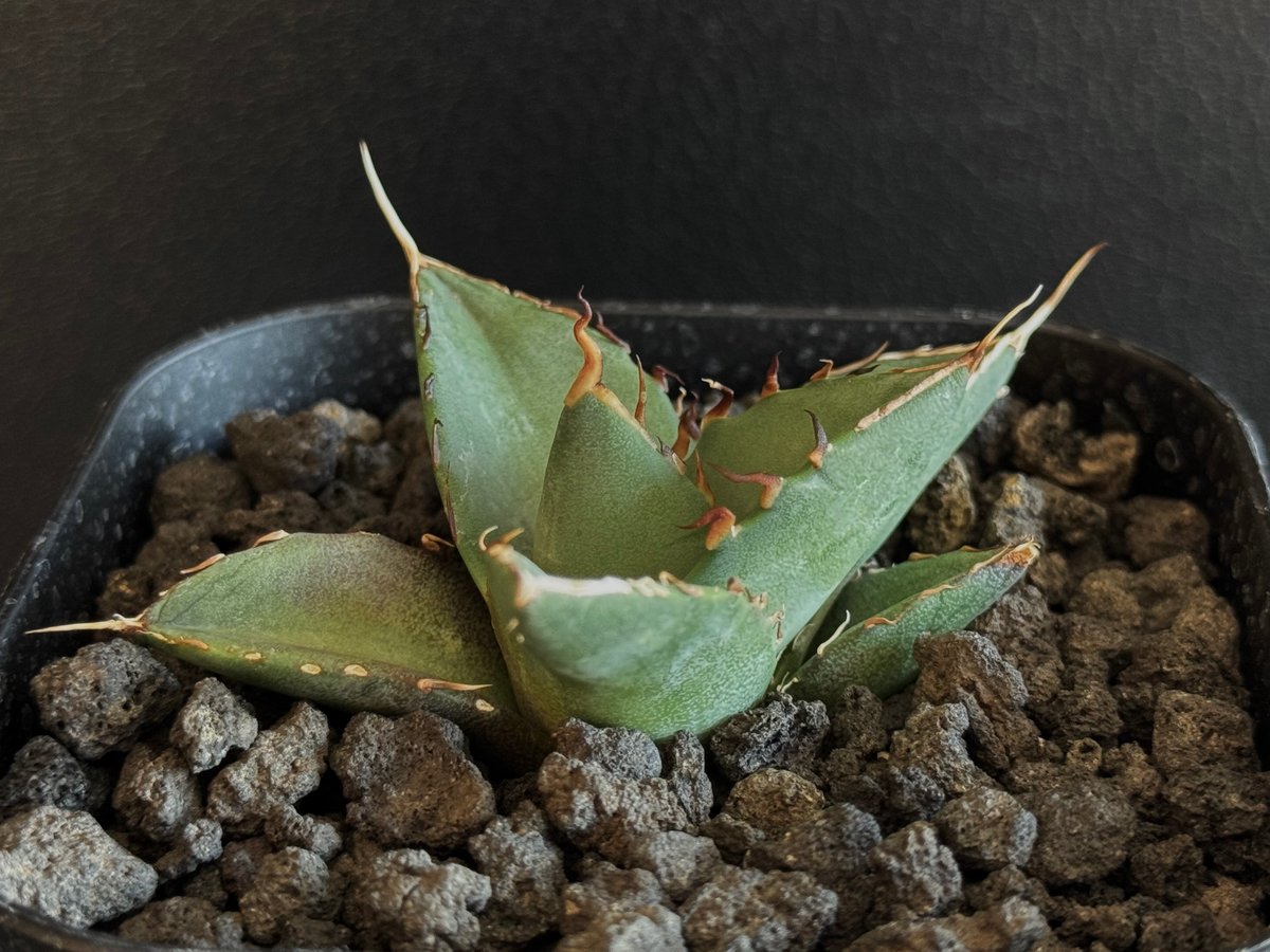 アガベ・チタノタ ハデス (黒帝斯) 芽-037|agave titanota アガベ・チタノタ ハデス (黒帝斯) 芽-037|agave titanota