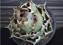 アガベ・チタノタ 皇冠(台湾Lize産)-006|agave titanota Crown | アガベ・チタノタ 皇冠(台湾Lize産)-006|agave titanota Crown |