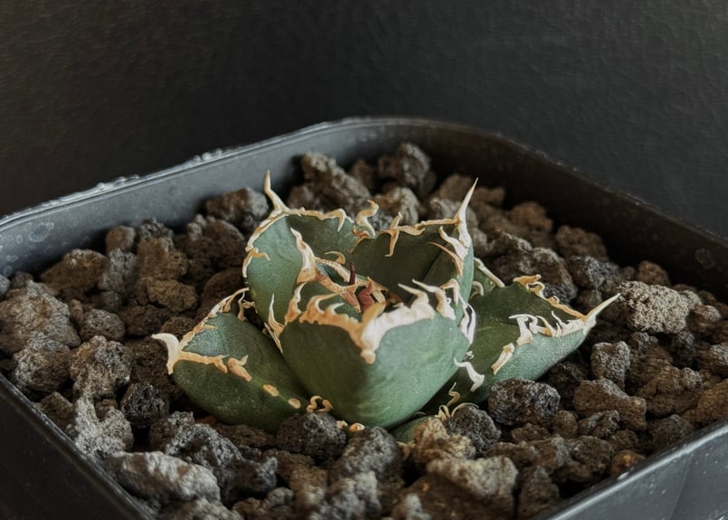 アガベ SAD(抜き苗) アガベ チタノタ 南アフリカダイヤモンド