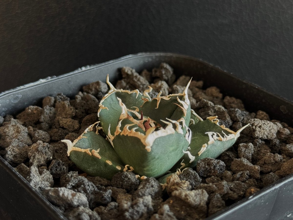 立可白/SAD(芽）-036｜agave titanota south african dia