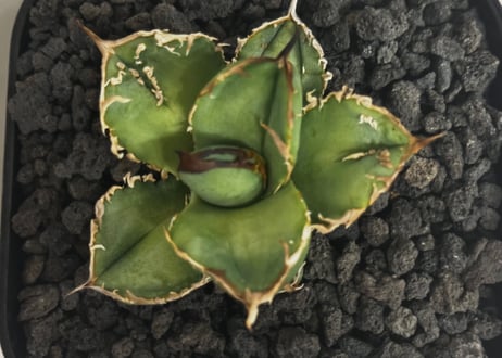 アガベ・チタノタ 疣猪/丸叶背刺（芽）-020｜agave titanota warthog