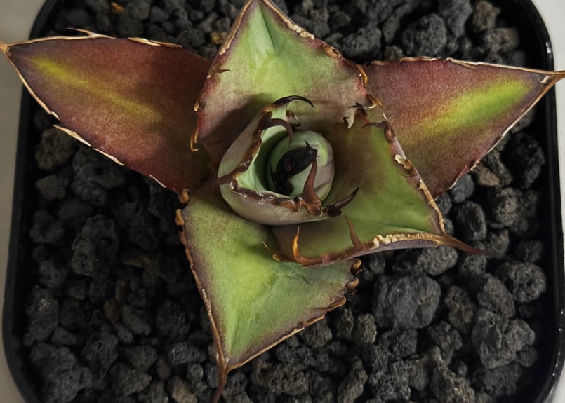 アガベ・チタノタ インフェルノ(芽)-002｜agave titanota inferno |