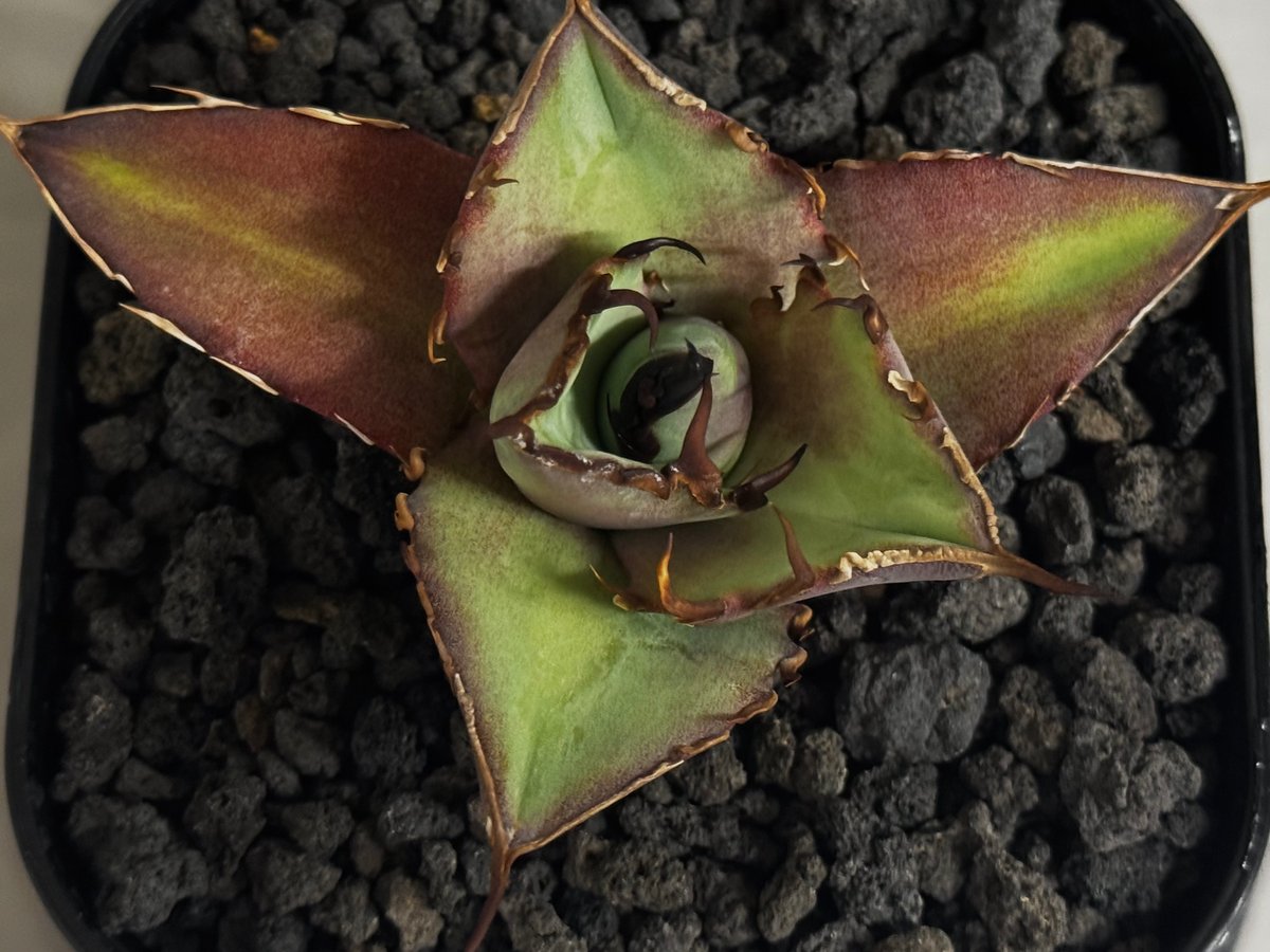 アガベ・チタノタ インフェルノ(芽)-002｜agave titanota inferno |