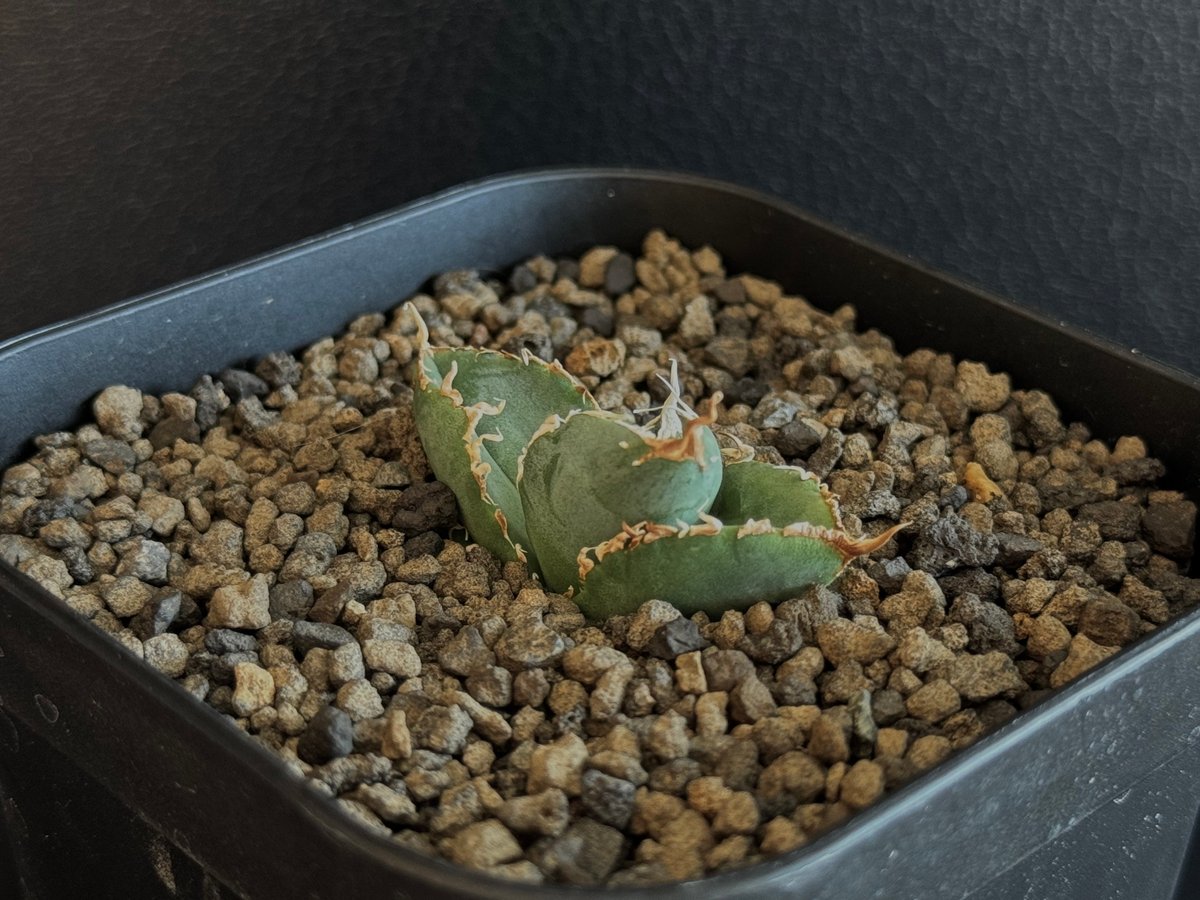 アガベ・チタノタ 繁星(芽)-039|agave titanota star‐studded アガベ・チタノタ 繁星(芽)-039|agave titanota star‐studded