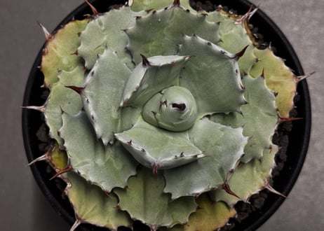 ＜Royal agave産＞アガベ・イシスメンシス （中株）-001｜ agave isthmensis