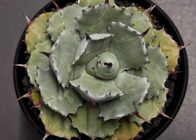 Royal agave産＞アガベ・イシスメンシス （中株）-001｜ agave isthm