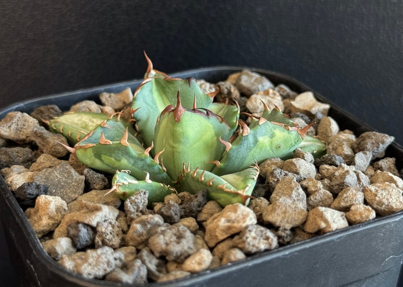 アガベ・チタノタ 姫厳竜白中斑(芽)-001|agave titanota アガベ・チタノタ 姫厳竜白中斑(芽)-001|agave titanota