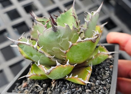 アガベ ハイブリッド・甲蟹×姫厳竜 (小株/実生)-003｜Agave hybrid isthmensis × titanota dwarf