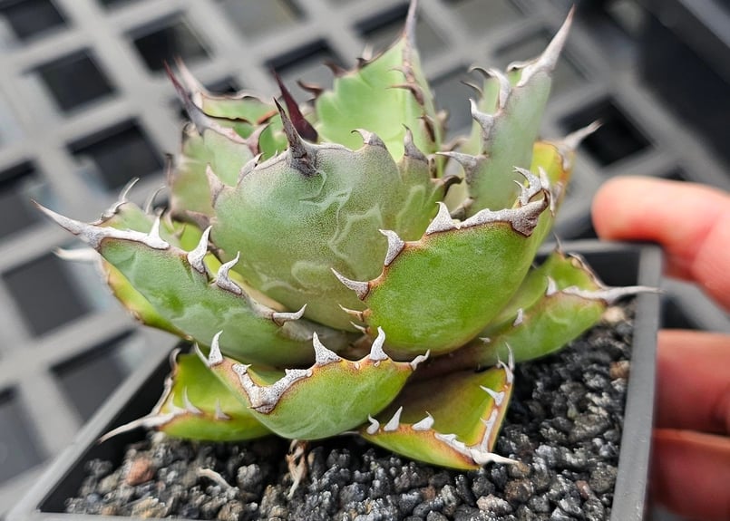 アガベ ハイブリッド・甲蟹×姫厳竜 (小株/実生)-003｜Agave hybrid isth
