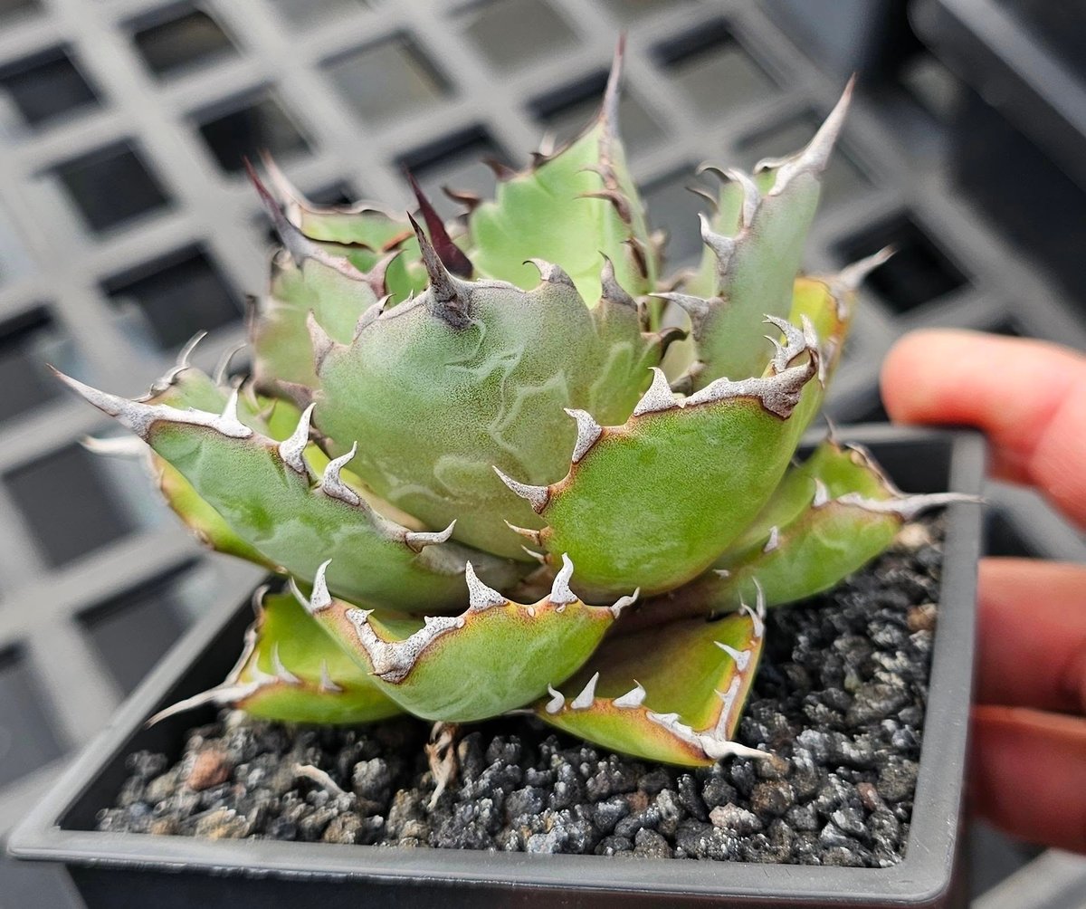 アガベ ハイブリッド・甲蟹×姫厳竜 (小株/実生)-004|Agave hybrid isth アガベ ハイブリッド・甲蟹×姫厳竜 (小株/実生)-004|Agave hybrid isth
