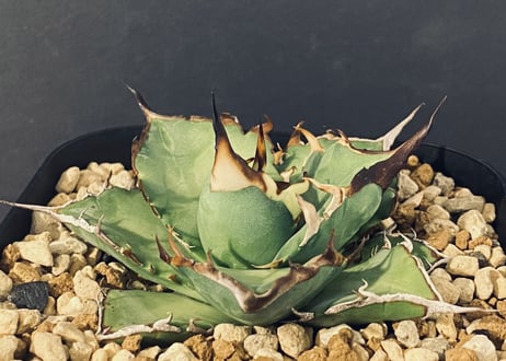 CATEGORY Titanota Hades｜黒帝斯/恐竜牙歯 | Plus_Plants