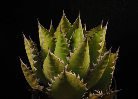 アガベ・チタノタ 萬代 X 厳竜（寛版刺/Lize血統）芽-011｜agave titanota×lophantha（ Hybrid）