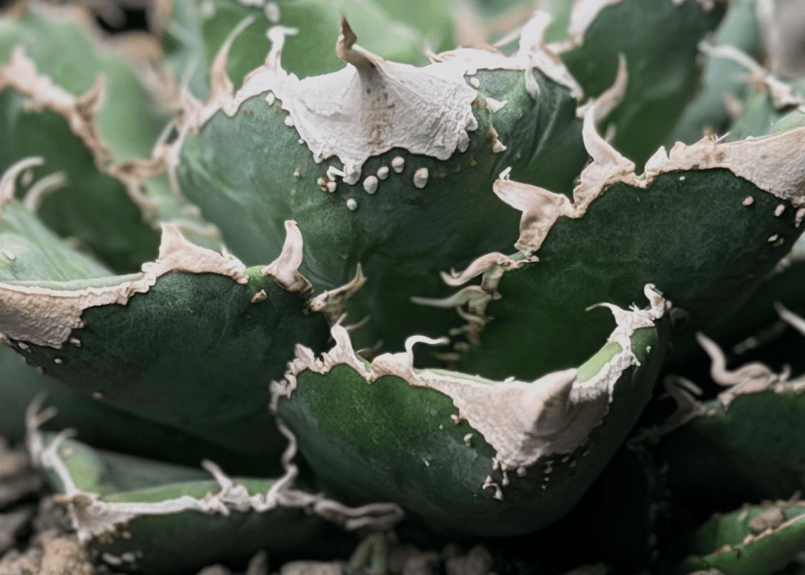 アガベ・チタノタ 繁星(芽)-058|agave titanota star‐studded アガベ・チタノタ 繁星(芽)-058|agave titanota star‐studded