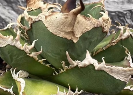 アガベ・チタノタ 緑幽霊（芽）-005｜agave titanota green ghost