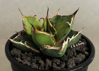 アガベ・チタノタ 圓葉拇指(フィリグリー)_ボールタイプ-005｜agave