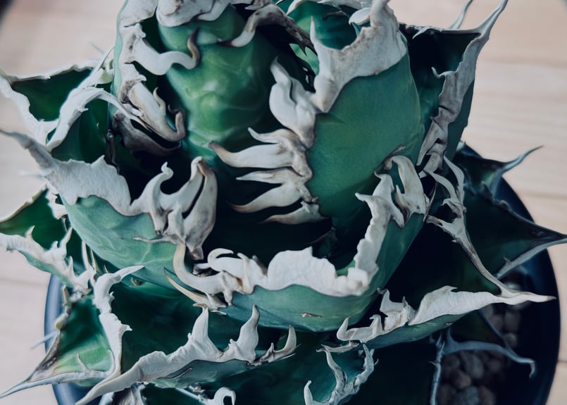 アガベ　チタノタ　龍球会産　白毫刺　ビャクゴウシ アガベ チタノタ 龍球会産 白毫刺 ビャクゴウシ Yahoo!オークション