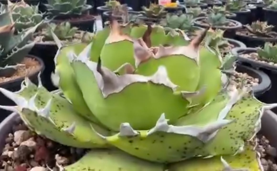 アガベ・チタノタ 虎鯨/シャチ（芽）-002｜agave titanota orca（Kill
