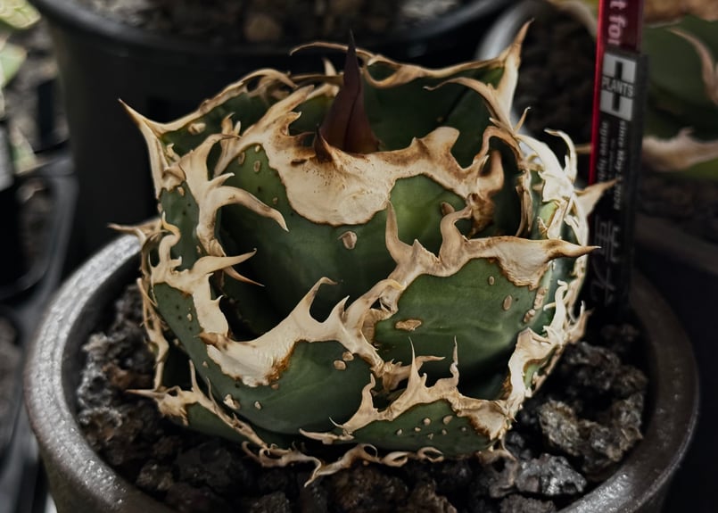 アガベ・チタノタ 蚩尤（芽）-008｜agave titanota chiyou | Plus