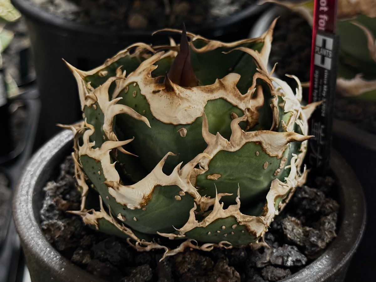 アガベ・チタノタ 蚩尤（芽）-008｜agave titanota chiyou | Plus