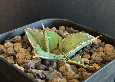 CATEGORY Titanota Blue Dragon｜蒼龍 | Plus_Plants