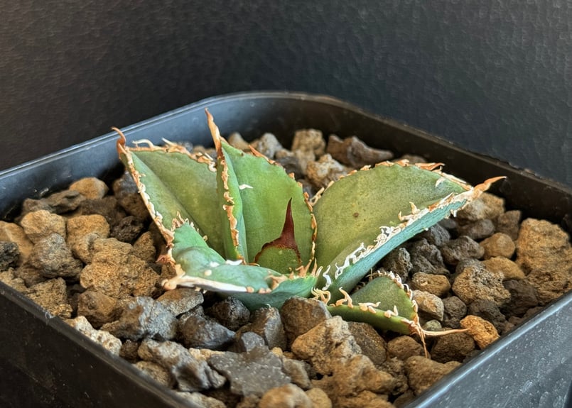 ジ*ン様 多肉植物・アガベ・チタノタ・【特選】オルカ天芽・斑入り コレクション株 ジ*ン様 多肉植物・アガベ・チタノタ・【特選】オルカ天芽・斑入り