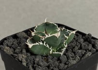 アガベ・チタノタ 流星(台湾Lize産)-001｜agave titanota Meteor