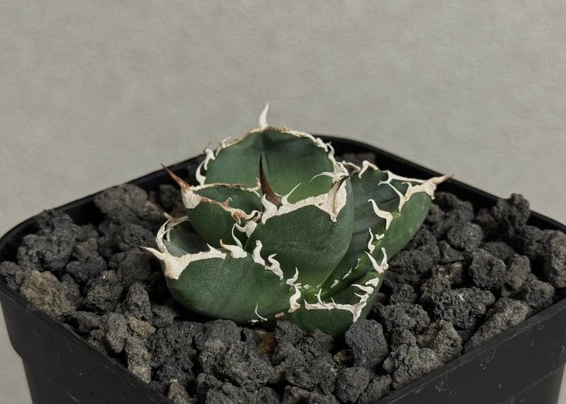 アガベ・チタノタ 立可白/SAD(芽）-054｜agave titanota south af