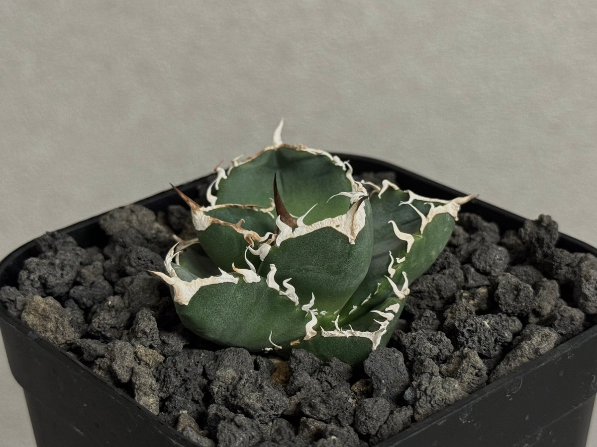 アガベ・チタノタ 立可白/SAD(芽）-054｜agave titanota south af