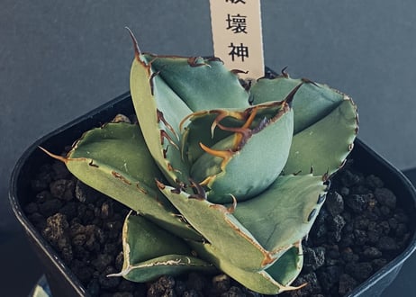アガベ・チタノタ 純血ジャガーノート/破壊神(芽)-011｜agave titanota Juggernaut pure blood