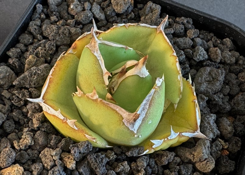 アガベ Dennis 達磨 子株 Agave Titanota DARUMA アガベ・チタノタ 達磨(芽)-001｜agave titanota DARUMA | Plus